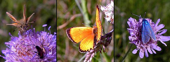 Fjärilar, foto Perry Vigelsbo